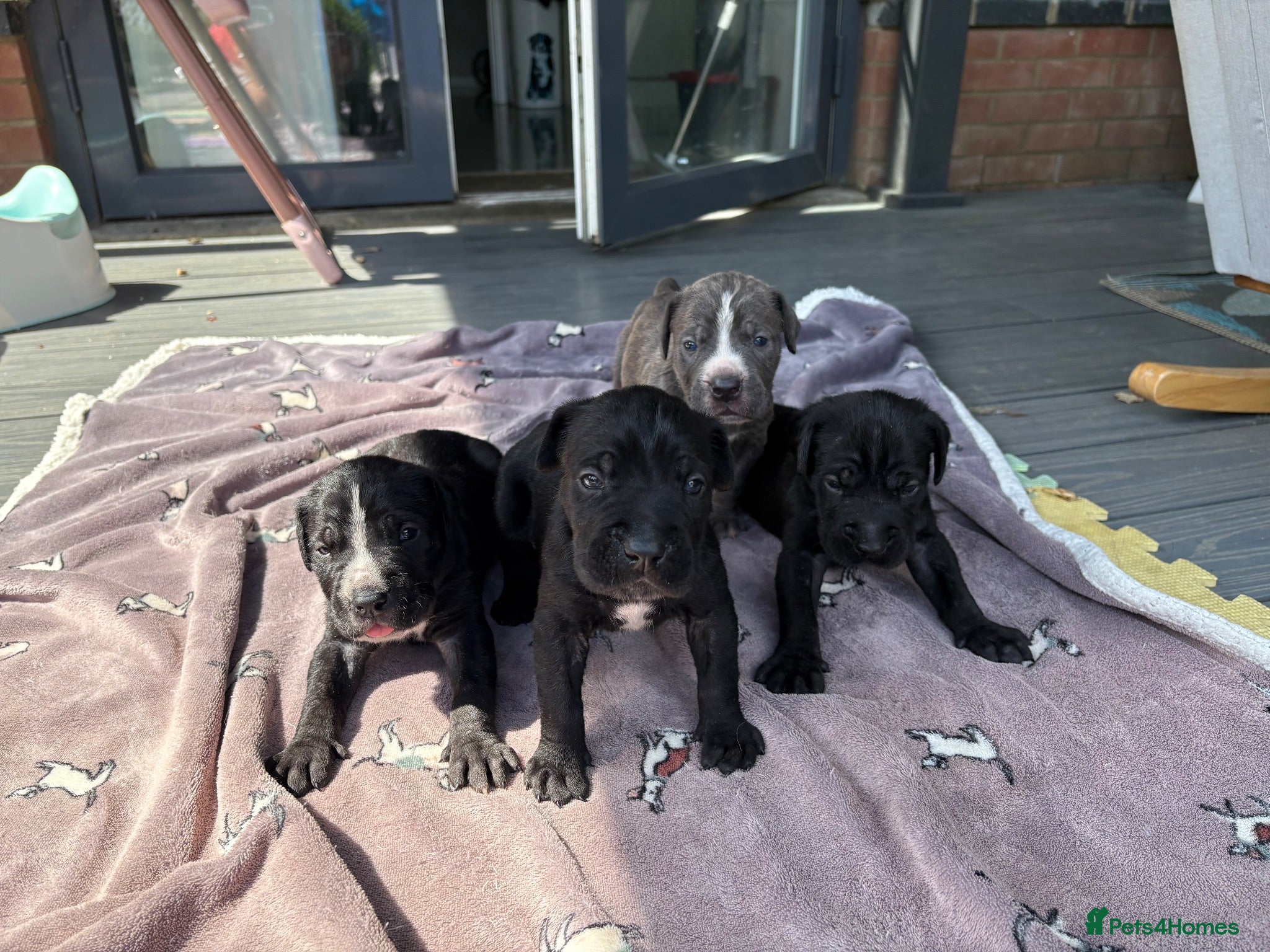Cane Corso dogs 4 Stunning Cane Corso Big Boys!!! - Advert 2