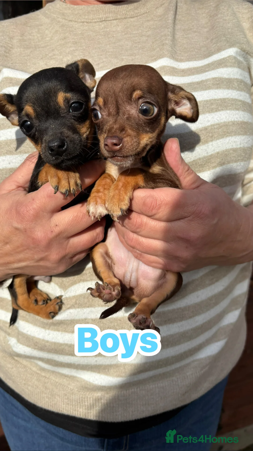 Jack Chi dogs for sale: Jack Chi’s  - Advert 8