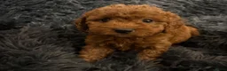 Cavapoochon dogs for sale: Therapy Puppies  - Advert 3