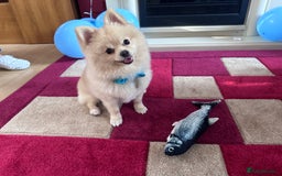 Pomeranian dogs for stud: Pomeranian stud available  - Advert 14