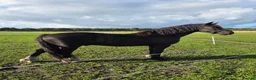 Welsh Section D horses for sale: Black Welsh Section D Gelding 14.3 in Ormskirk - Advert 3