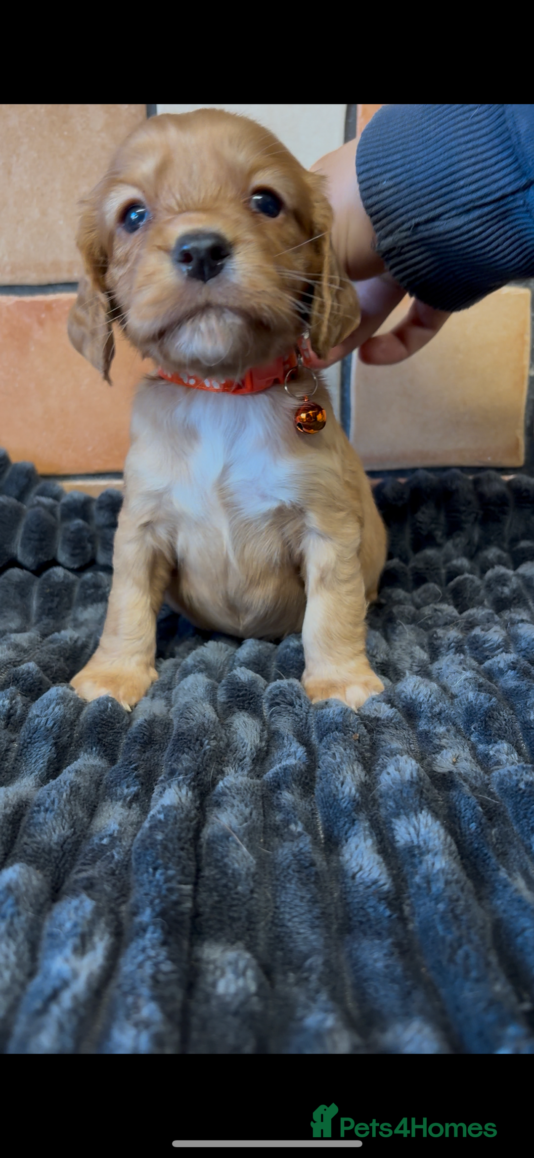 Cocker Spaniel dogs for sale: Golden Cocker spaniel puppies working bred  - Advert 24