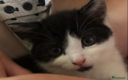Mixed Breed cats for sale: Loving Kittens Looking For Forever Home - Image 13