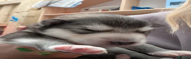 Alaskan Malamute Puppy 3 light Green 💚