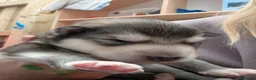 Alaskan Malamute dogs for sale: Champ KC Registered Alaskan Malamute Puppies - Advert 30