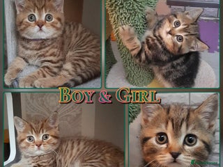 British Shorthair cats British kittens - Advert 3