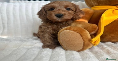 Cockapoo dogs - Advert 11