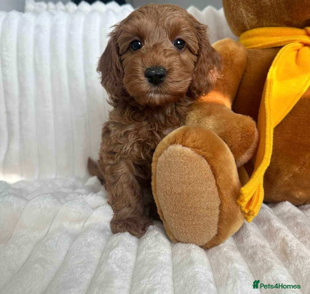 Cockapoo dogs for sale: HEALTH TESTED COCKAPOOS - Image 2