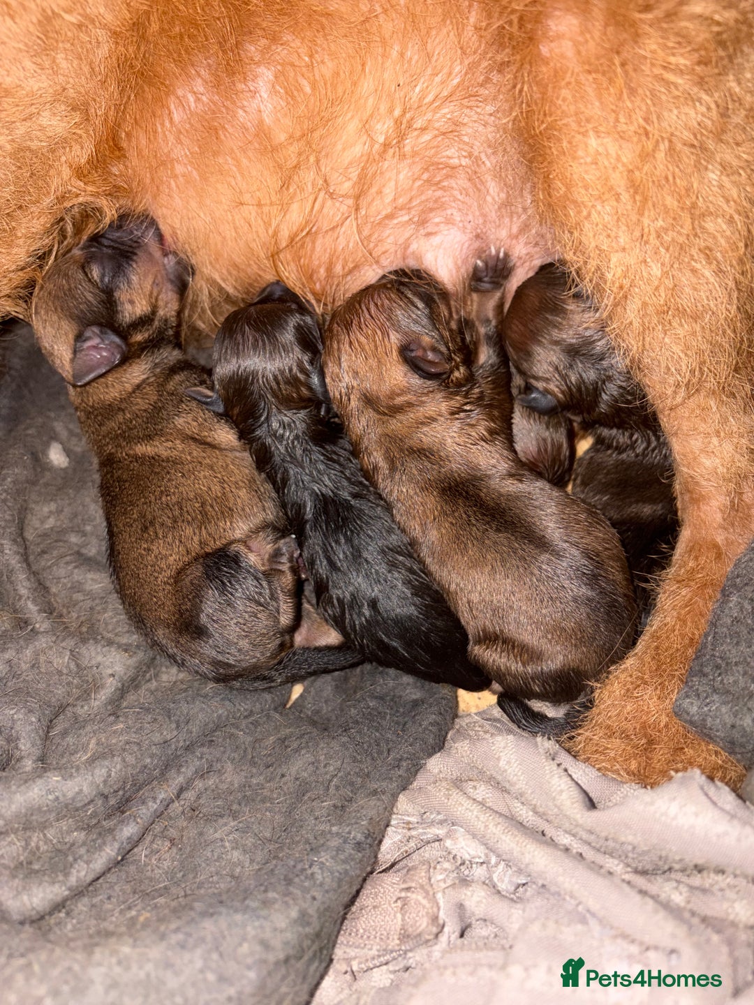 Mixed Breed dogs for sale: 6 Lakeland x Russell puppies  - Advert 2