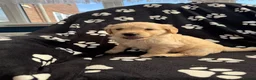 Golden Retriever dogs for sale: Kennel Club Health Tested Golden Retriever Puppies - Advert 18