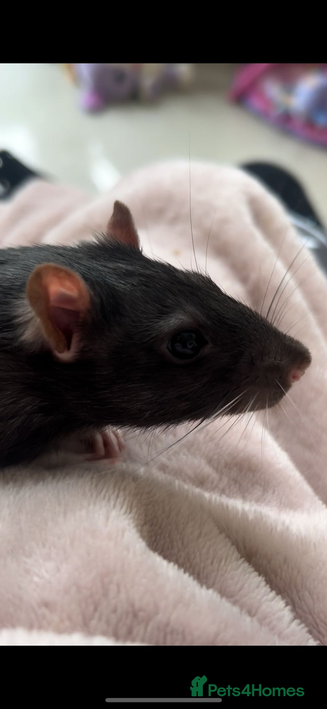 Rat rodents for sale: A perfect little boy rat  - Advert 3