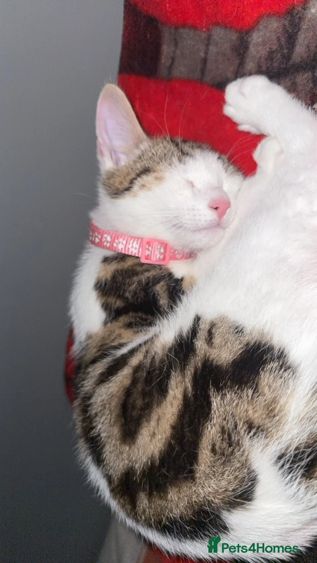 Mixed Breed cats for sale: Gorgeous Female Kitten Ready Now - Advert 1