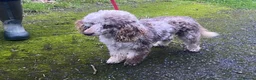 Goldendoodle dogs for sale: Golden doodle - Advert 6