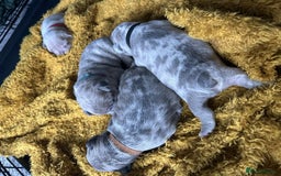 French Bulldog dogs for sale: Lilac Merle and Cream ghost Merle  in Stoke-on-Trent - Image 23