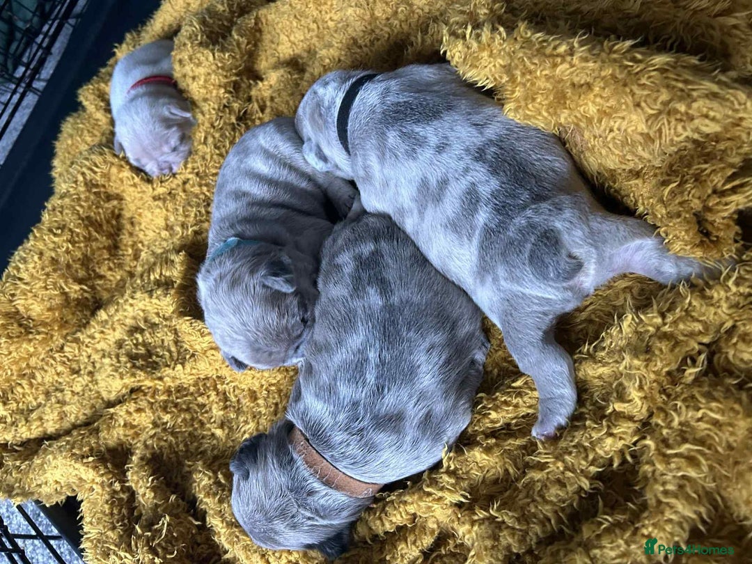 French Bulldog dogs for sale: Lilac Merle and Cream ghost Merle  in Stoke-on-Trent - Image 23