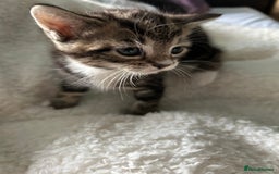 Domestic Shorthair cats for sale: Domestic beautiful kittens  - Image 21