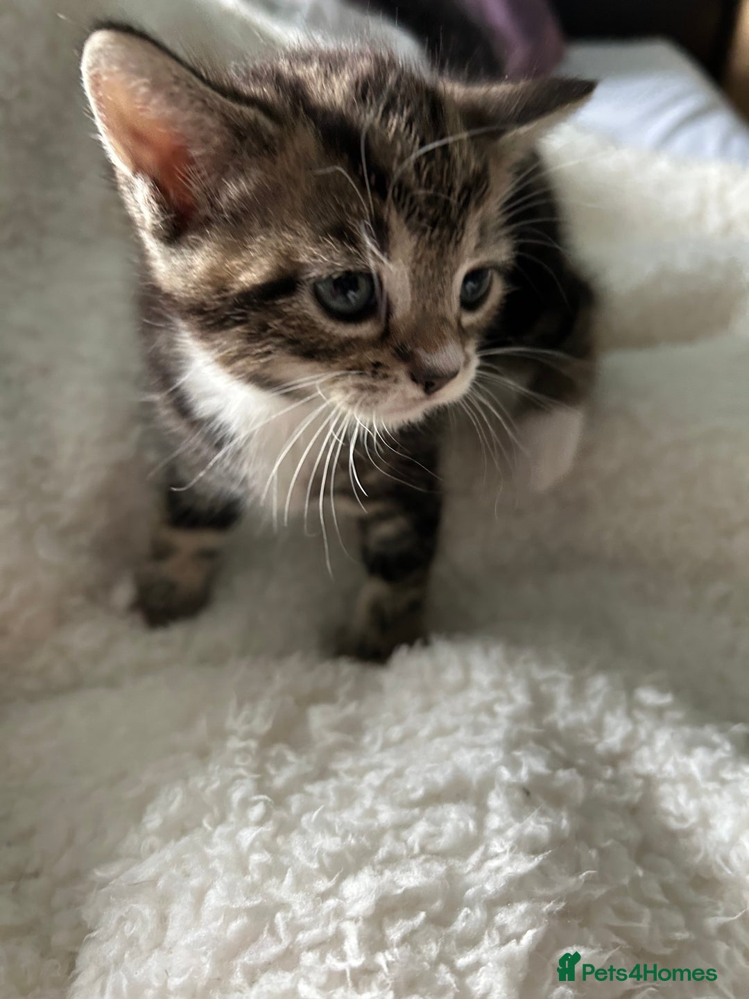 Domestic Shorthair cats for sale: Domestic beautiful kittens  - Image 21