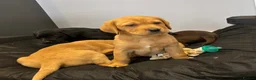 Labrador Retriever dogs for sale: Labrador puppies in Bishop Auckland - Advert 6