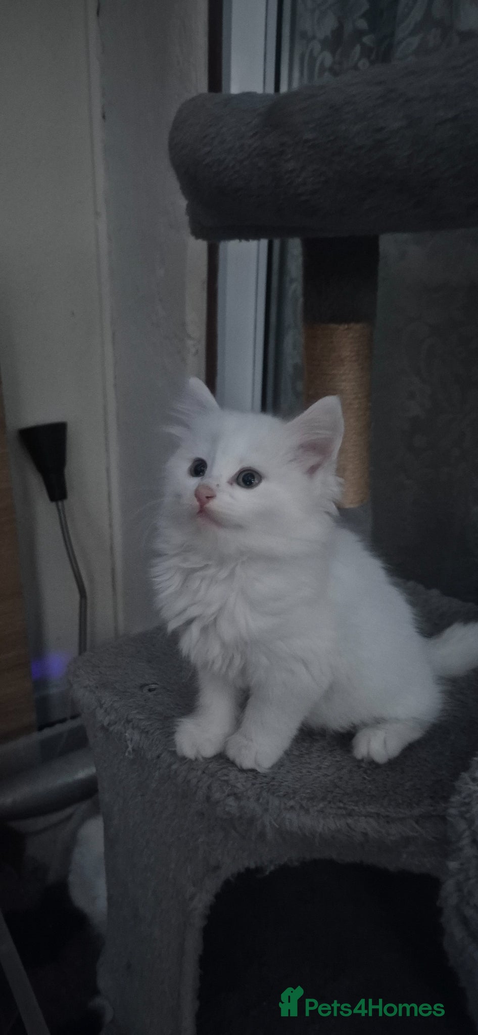 Mixed Breed cats Gorgeous kittens - Advert 18