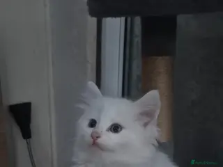 Mixed Breed cats Gorgeous kittens - Advert 18