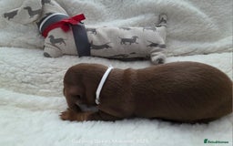 Miniature Dachshund dogs for sale: Shorthaired Minature Daschunds  - Image 35