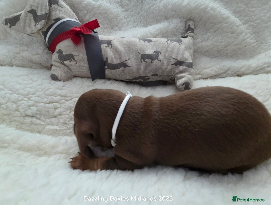 Miniature Dachshund dogs for sale: Shorthaired Minature Daschunds  - Image 35