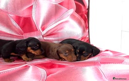 Miniature Dachshund dogs for sale: Mini Dachshund puppies, PRA clear, health tested - Image 6