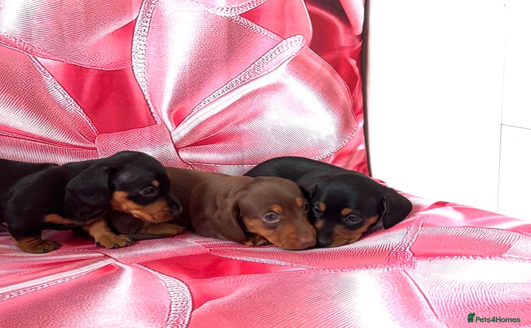 Miniature Dachshund dogs - Advert 6