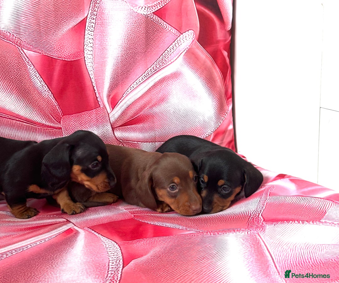 Miniature Dachshund dogs for sale: Mini Dachshund puppies, PRA clear, health tested - Image 6