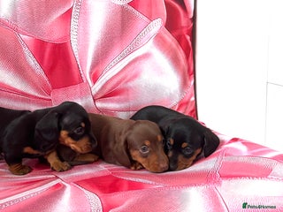 Miniature Dachshund dogs - Advert 17