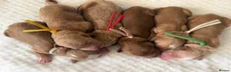 Mixed Breed dogs for sale: Australian Labradoodles RED/ WHITE TUX Girls  - Advert 2