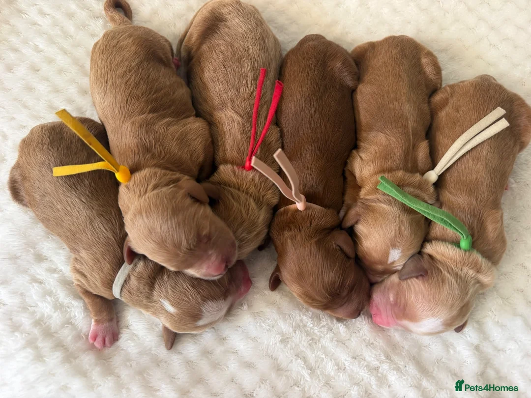 Mixed Breed dogs for sale: Australian Labradoodles RED/ WHITE TUX Girls  - Advert 2