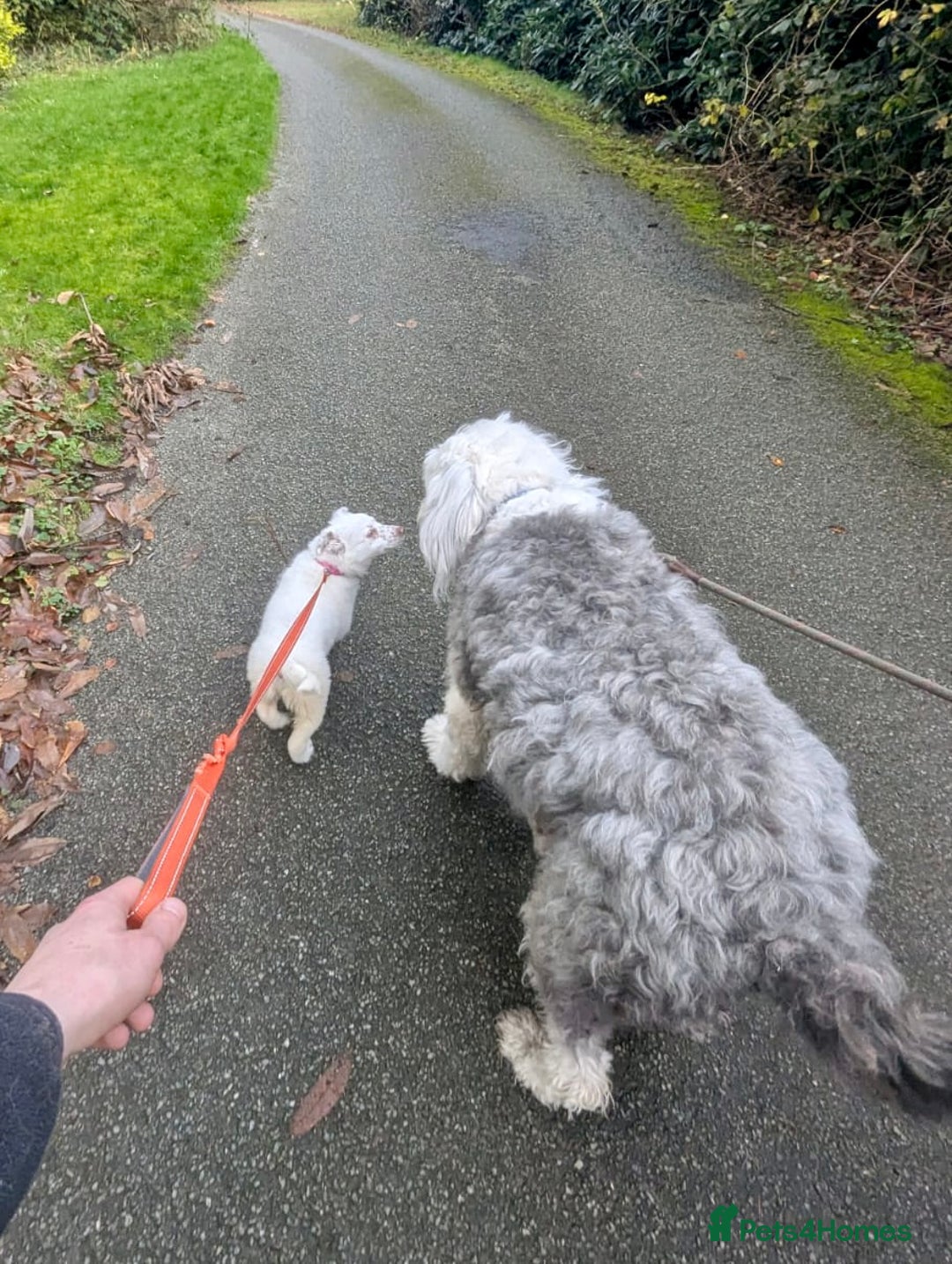 Border Collie dogs for sale: Lovely little Border Collie Puppy - Advert 5