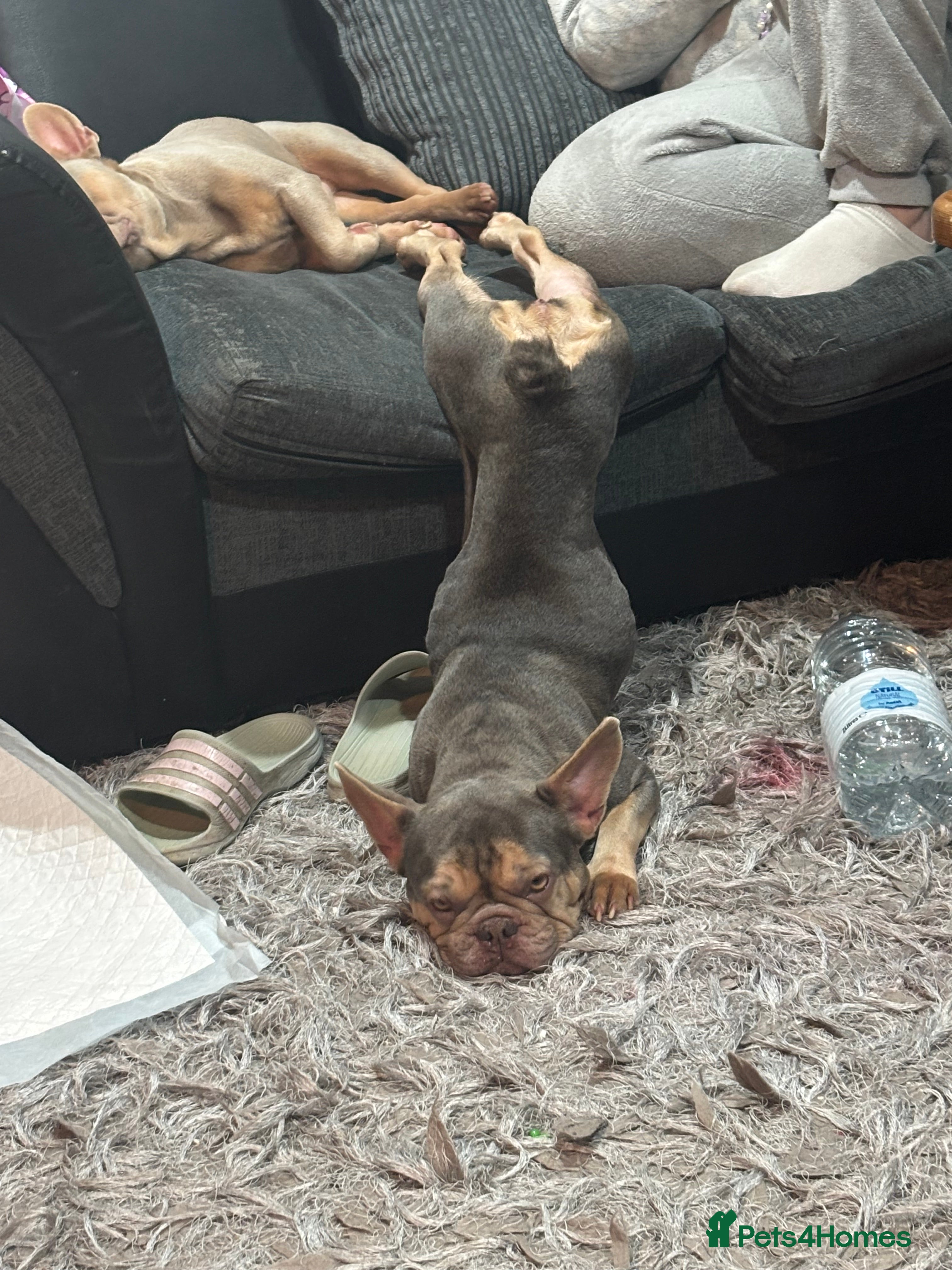 French Bulldog dogs French Bulldogs For Sale - Advert 1