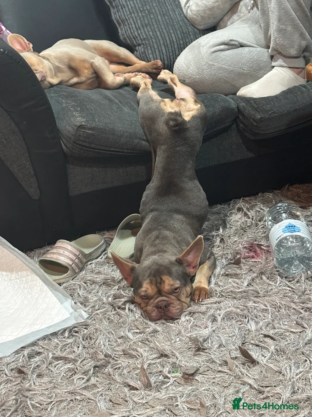 French Bulldog dogs for sale: French Bulldogs For Sale - Advert 1