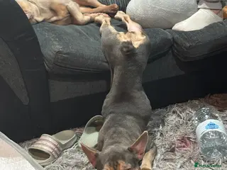 French Bulldog dogs French Bulldogs For Sale - Advert 1