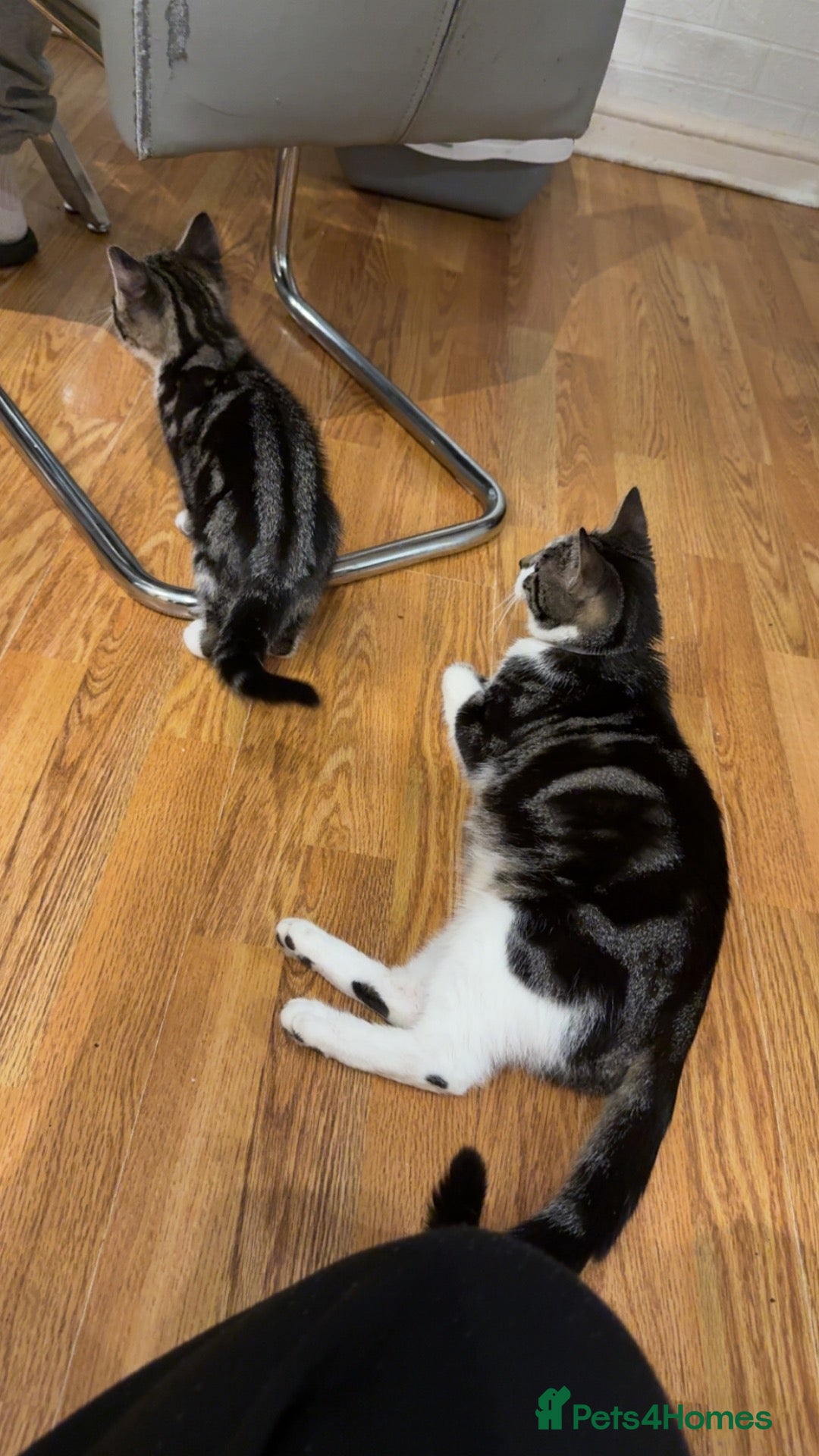 British Longhair cats for sale: New home for little boy - Advert 3