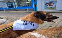 Mixed Breed dogs for adoption: Levi - Norwich Norfolk  - Image 19