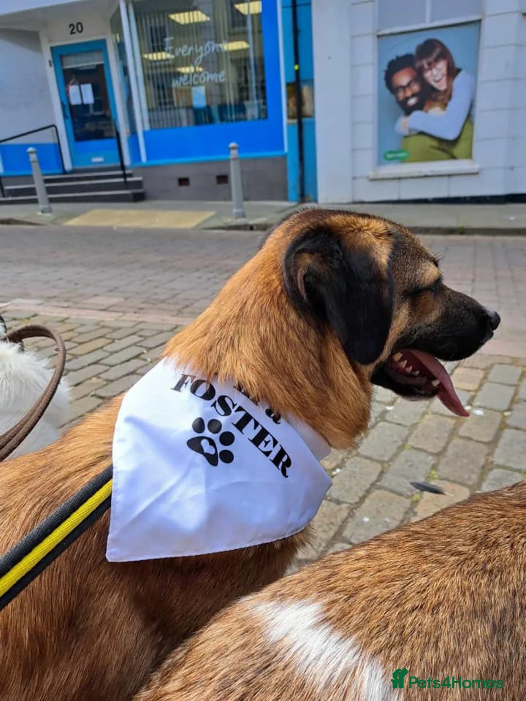 Mixed Breed dogs for adoption: Levi - Norwich Norfolk  - Advert 19