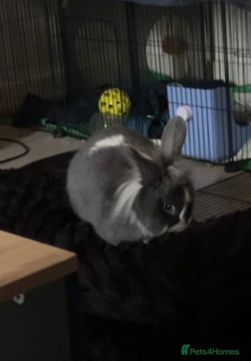 Mini Lion Lop rabbits Mini lion lop - Advert 10