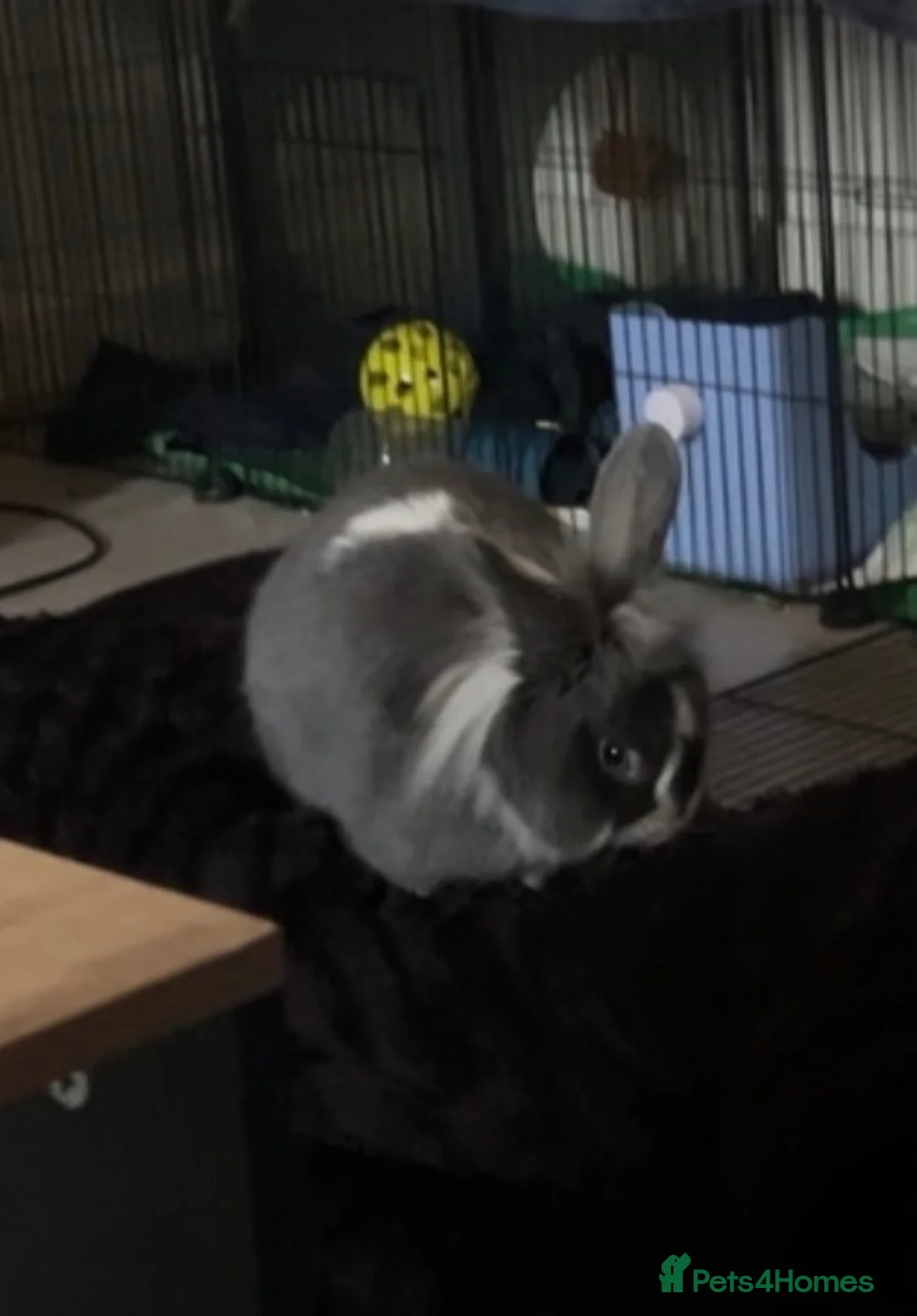 Mini Lion Lop rabbits for sale: Mini lion lop - Advert 1