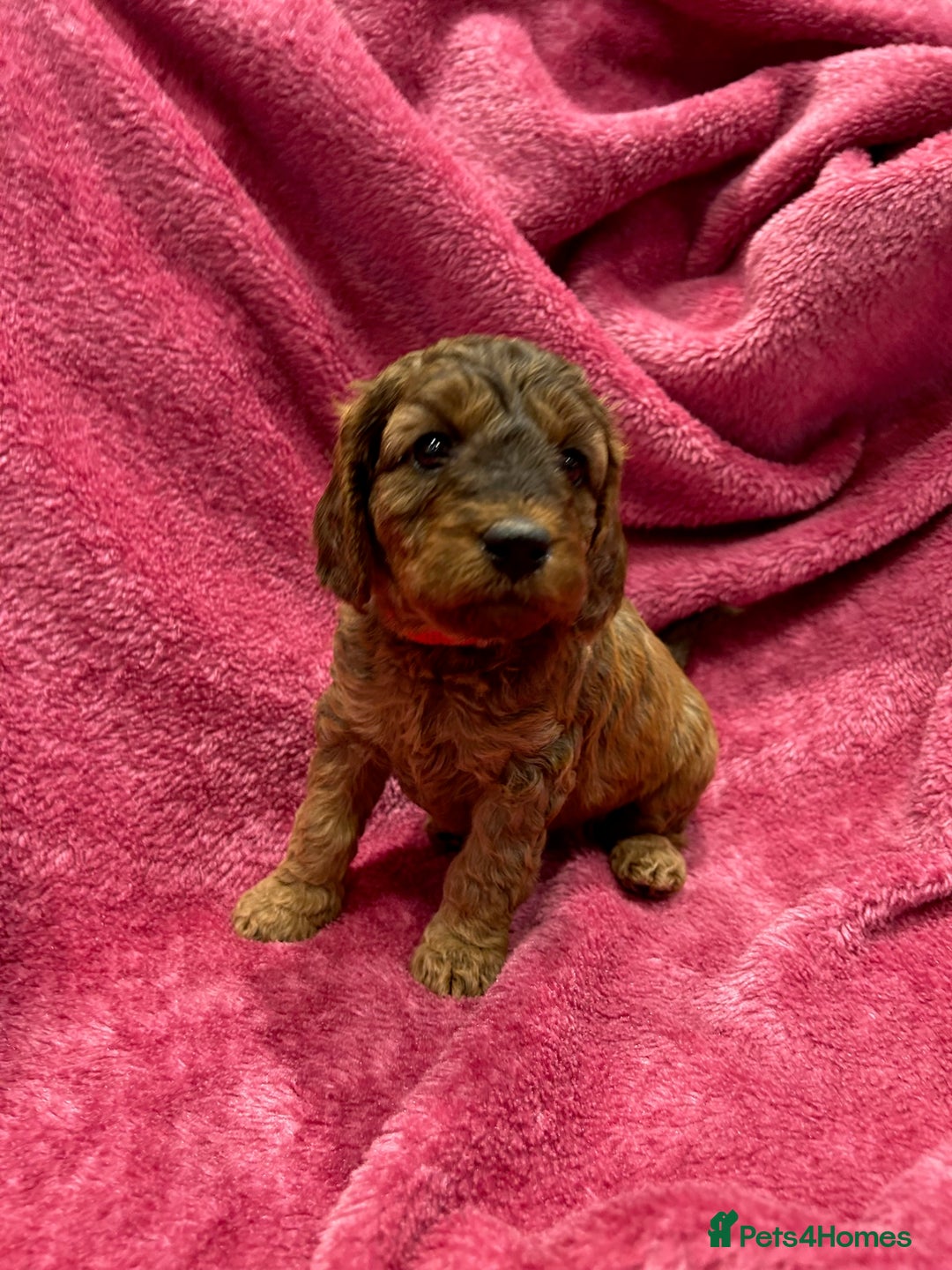 Cockapoo dogs for sale: Beautiful F3 cockapoo puppies 🩷🩷🩷💙 - Image 2