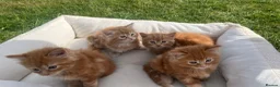 Mixed Breed cats for sale: Cats for sale  in Harlow - Advert 9