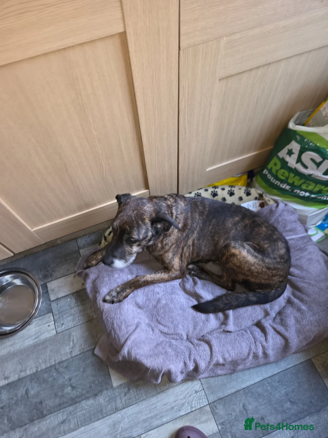 Mixed Breed dogs for sale: Brindle mixed dog - Advert 1