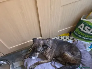 Mixed Breed dogs Brindle mixed dog - Advert 4