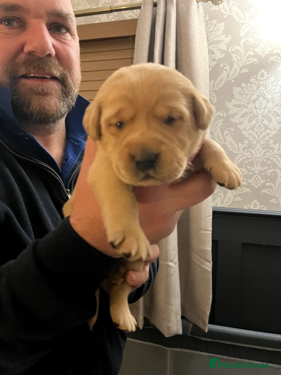 Labrador Retriever dogs for sale: Beautiful Labrador Retriever pups - Advert 6