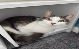 British Shorthair cats for sale: 2 Britishshort hair looking for their forever home - Image 5