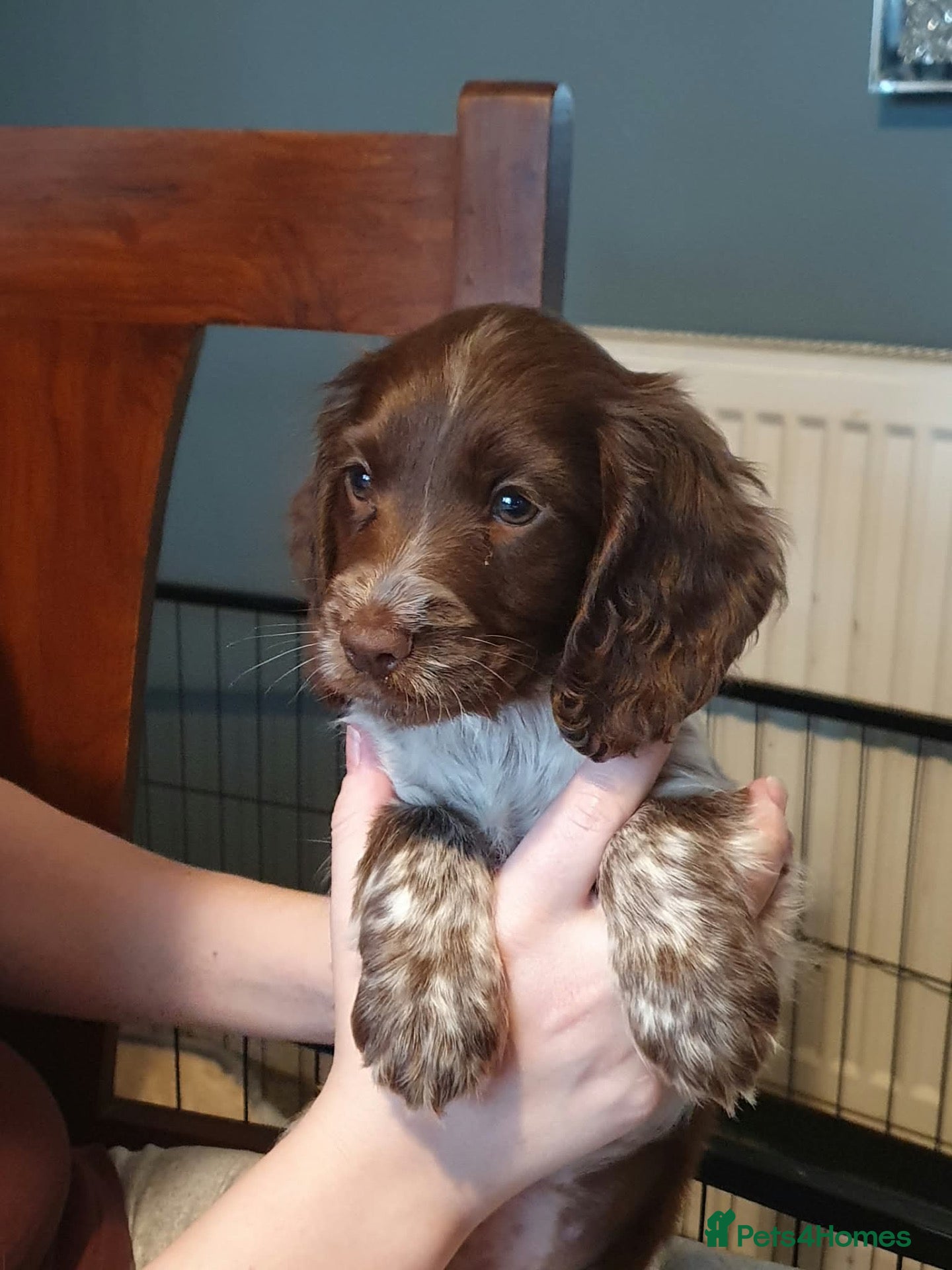 Sprocker dogs Sprocker pups for sale  - Advert 13