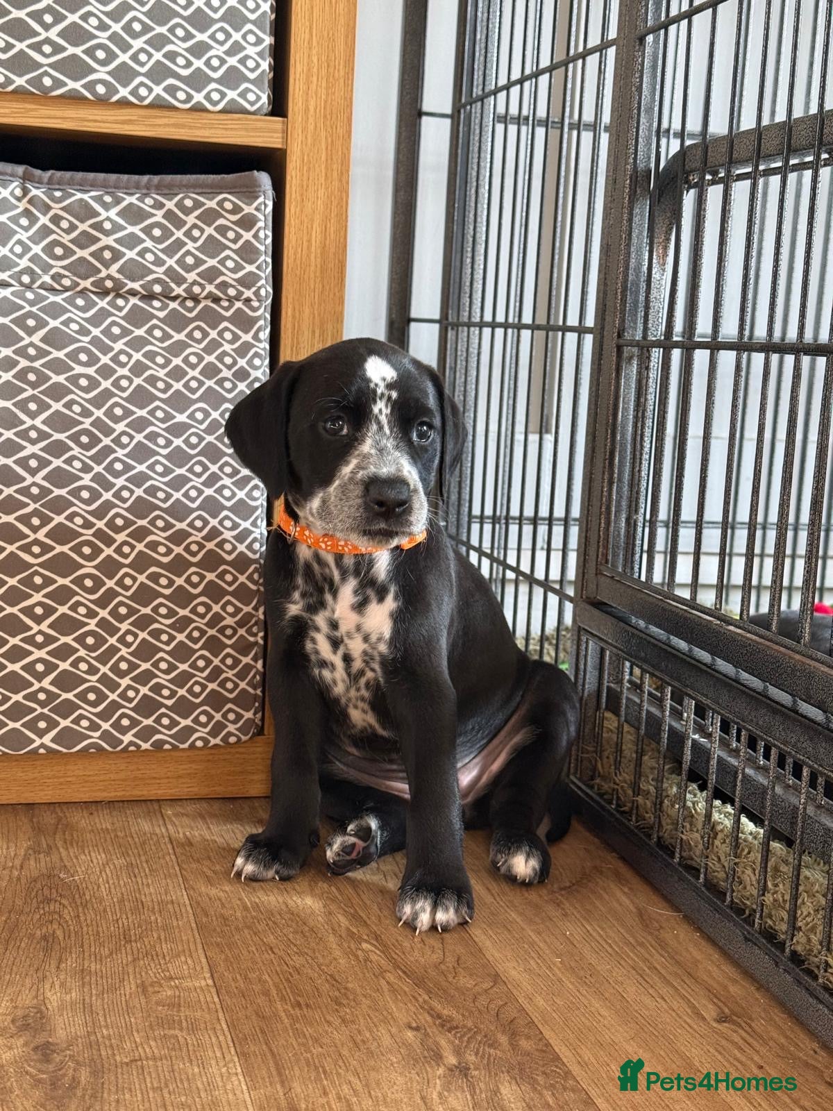 Mixed Breed dogs for sale: Only 1 remaining  DALMATIAN CROSS BOXER PUPPIES  - Advert 20