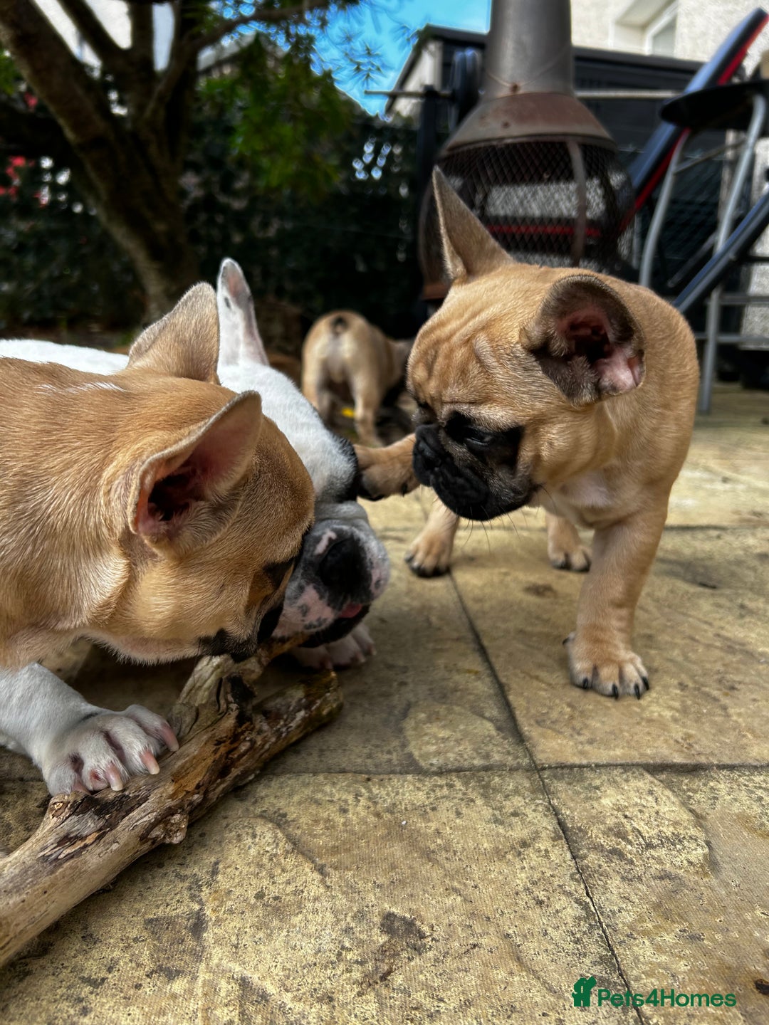 French Bulldog dogs for sale: KC, standard colours French Bulldog puppies🐾 - Image 40